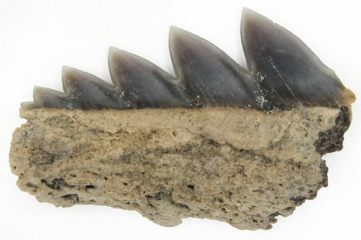 Partial, Fossil Cow Shark (Notorhynchus) Tooth - Aurora, NC #184428